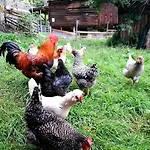 Апартаменты Am Berghof *