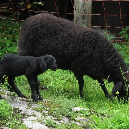Daire Am Berghof Pölling